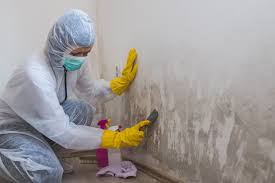 Why You Should Choose Our Mold Remediation Services in Richmond, IL